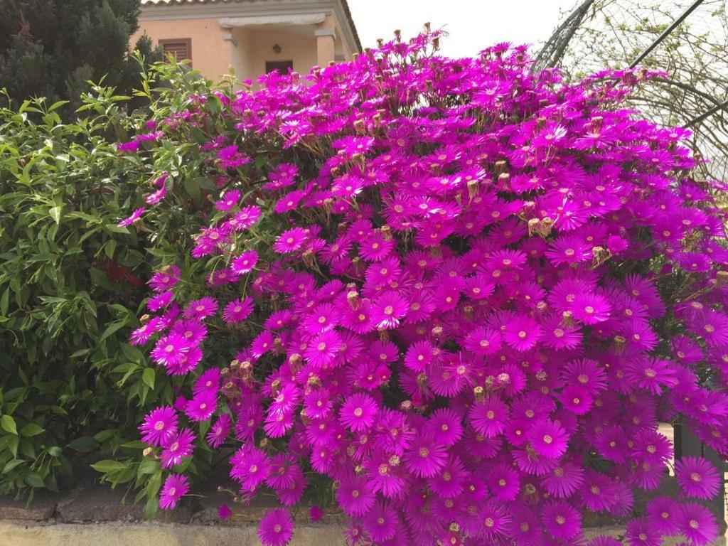Villetta Il Corallo San Teodoro  Dış mekan fotoğraf
